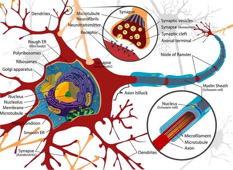 ai neural network - brain